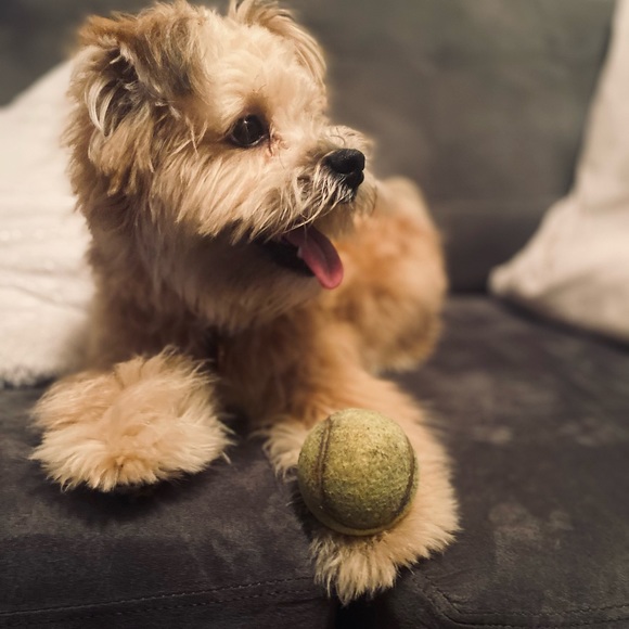 Meet your Posher, Alejandra - Picture 9 of 9